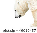 Portrait of polar bear isolated on white  46010457