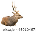 Deer laying isolated on white 46010467