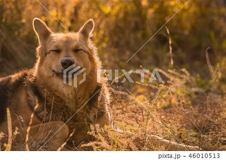 Sunny happy smiling dog lay on the grass in park 46010513