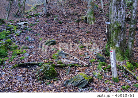 飯能 ウノタワへの登山道 飯能 ウノタワへの登山道 46010761