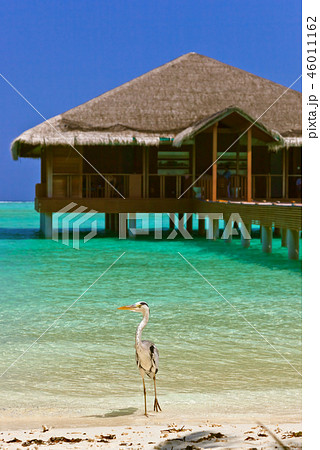 Heron on Maldives beach Heron on Maldives beach 46011162