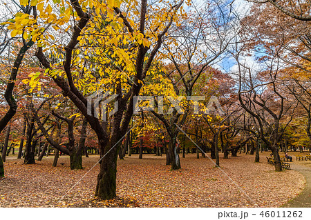 日本の秋 代々木公園の紅葉 日本の秋 代々木公園の紅葉 46011262