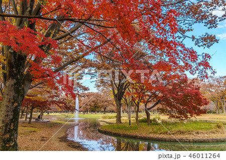 日本の秋 代々木公園の紅葉 日本の秋 代々木公園の紅葉 46011264