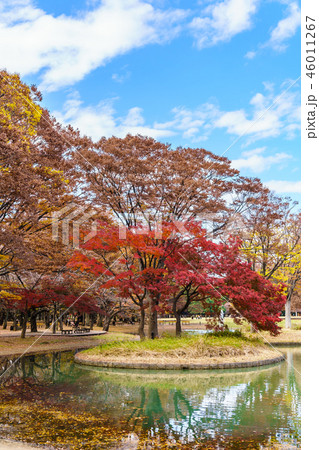 日本の秋 代々木公園の紅葉 日本の秋 代々木公園の紅葉 46011267