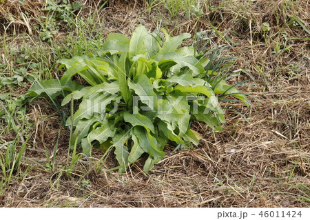 オオイタドリ 46011424