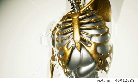 Human Lungs Model with all Organs and Bones Human Lungs Model with all Organs and Bones 46012638