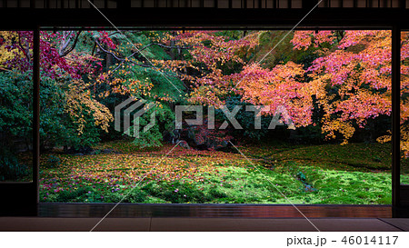 京都の紅葉 46014117