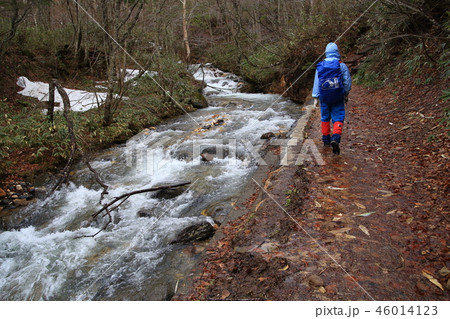 春の尾瀬 三平橋付近を過ぎた沢を尾根沼に向かって進むハイカー 46014123