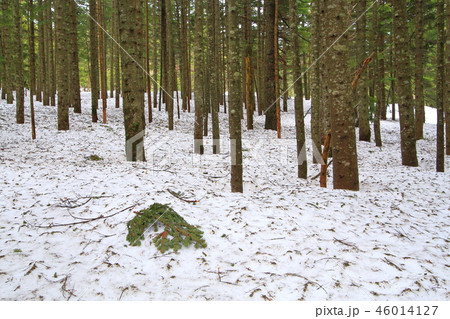 春の尾瀬沼付近の三平峠の残雪と木々の風景 46014127