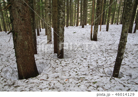 春の尾瀬沼付近の三平峠の残雪と木々の風景 46014129