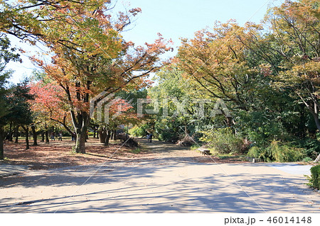 秋の西の丸庭園 秋の西の丸庭園 46014148