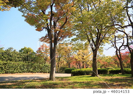 秋の西の丸庭園 秋の西の丸庭園 46014153