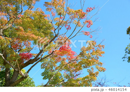 秋の西の丸庭園 秋の西の丸庭園 46014154