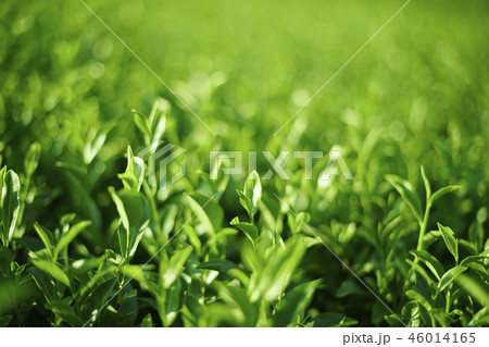 お茶　茶葉 46014165