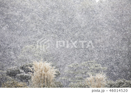 降雪模様-1・パンパスグラスに雪の降る模様を捉えた。 46014520