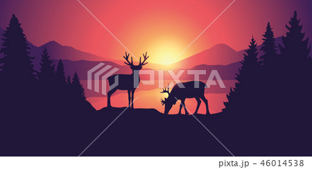 two moose in wildlife at beautiful lake in the mountains at sunrise 46014538
