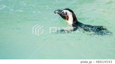 南極 S極 ペンギン 46014543