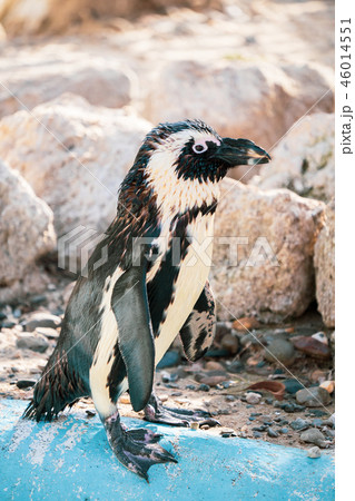 ペンギン ぺんぎん ペンギン 46014551