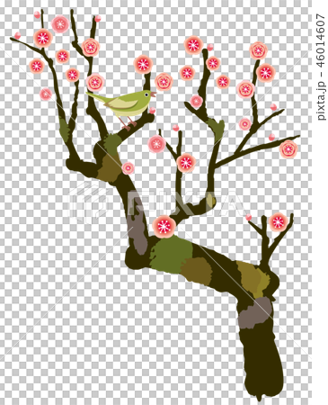 Plum plum tree red plum blossoms 46014607