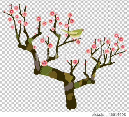 梅　梅の木　紅梅　うぐいす 46014608