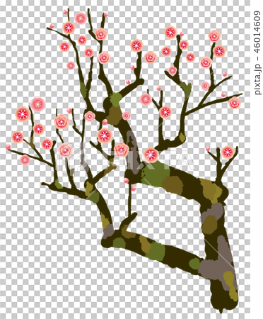 插图素材: 李子李子树红色李子 查看全部