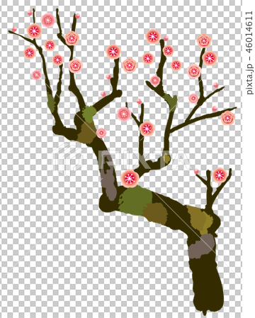 梅 梅の木 紅梅のイラスト素材