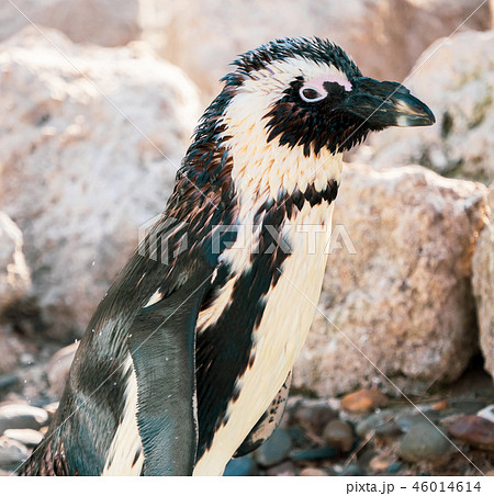 ペンギン ぺんぎん ペンギン 46014614