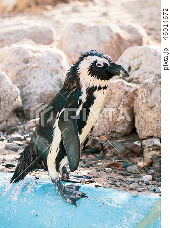 ペンギン ぺんぎん ペンギン 46014672