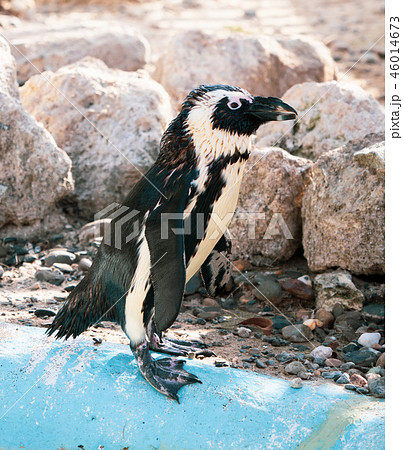 ペンギン ぺんぎん ペンギン 46014673