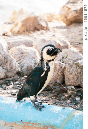 ペンギン ぺんぎん ペンギン 46014676