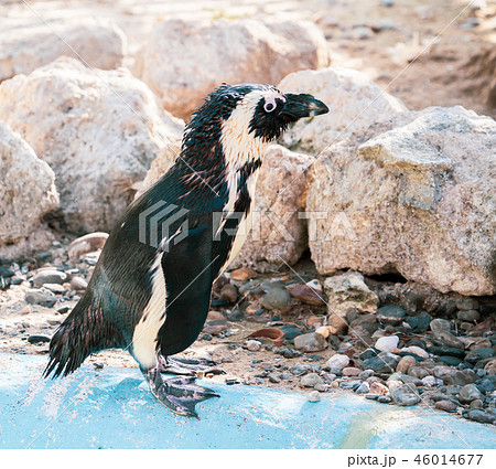 ペンギン ぺんぎん ペンギン 46014677