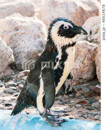 ペンギン ぺんぎん ペンギン 46014678