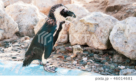 ペンギン ぺんぎん ペンギン 46014681
