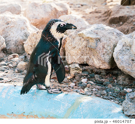 ペンギン ぺんぎん ペンギン 46014707