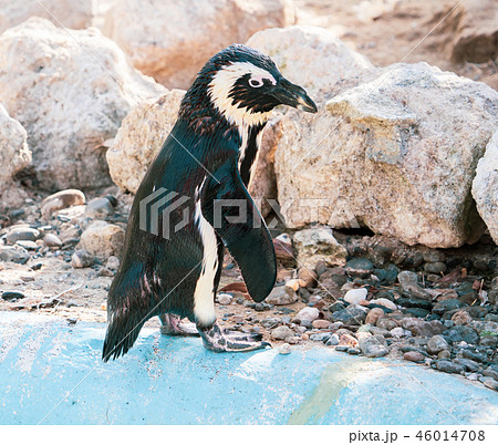 ペンギン ぺんぎん ペンギン 46014708