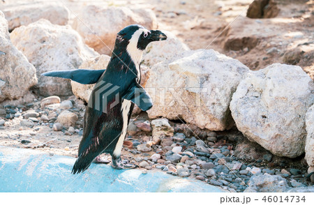 ペンギン ぺんぎん ペンギン 46014734