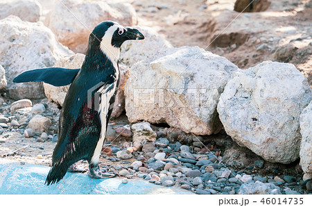 ペンギン ぺんぎん ペンギン 46014735