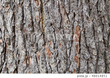 pine bark texture pine bark texture 46014851