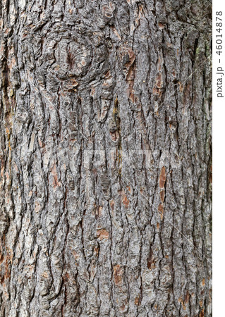 pine bark texture pine bark texture 46014878
