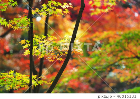 もみじの紅葉 もみじの紅葉 46015333