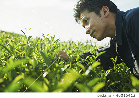 茶畑 生産者 男性 茶畑 生産者 男性 46015412