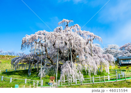 福島県 三春滝桜 福島県 三春滝桜 46015594
