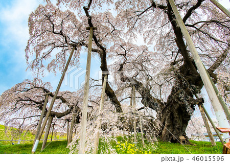 福島県 三春滝桜 福島県 三春滝桜 46015596