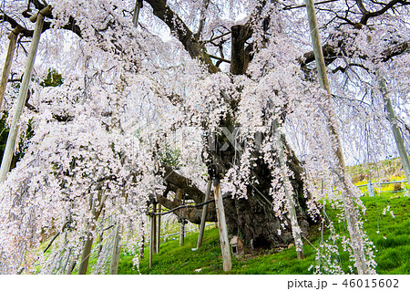 福島県 三春滝桜 福島県 三春滝桜 46015602