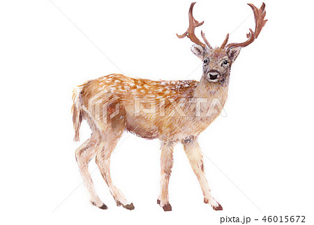 すべての動物の画像 新鮮な鹿 イラスト かっこいい