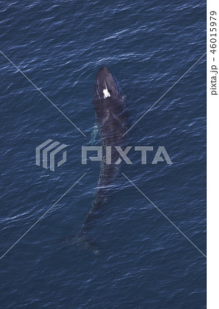 ナガスクジラ ナガスクジラ 46015979