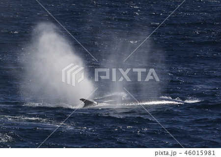 ナガスクジラ ナガスクジラ 46015981