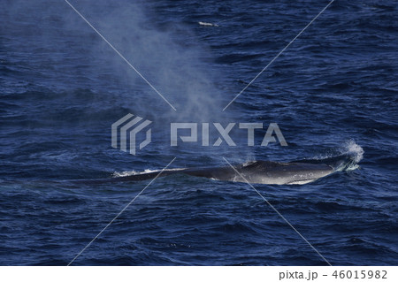 ナガスクジラ 46015982