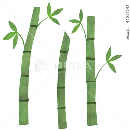 手描き 竹 竹林のイラスト素材