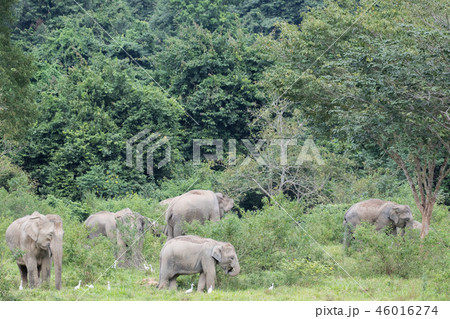 Asiatic Elephant is big five animal in Asiatic Elephant is big five animal in 46016274